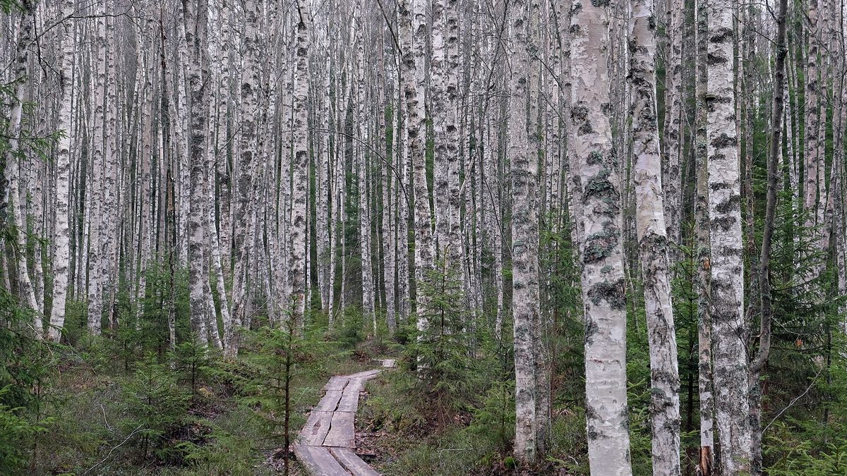Пять городов Финляндии для путешествия и виза для поездки