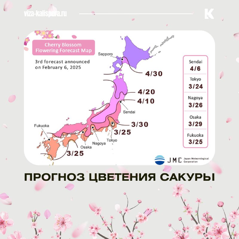 Цветущая сакура в японском парке весной